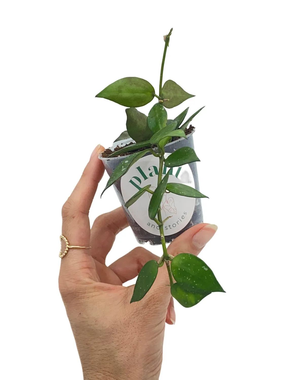 Plant and Stories Krohniana hoya argenté pot 6 cm