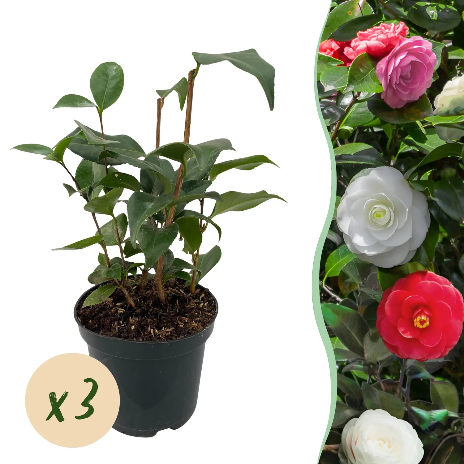 Plant and Stories Camélia Tricolour arbuste pot 15cm 1 plant