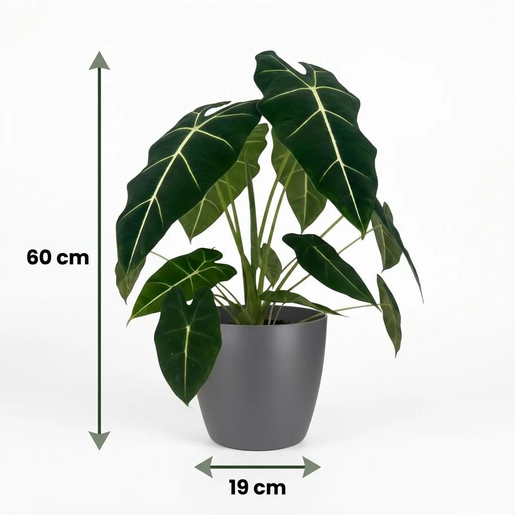 Plant and Stories Alocasia Frydek plante d’intérieur 60 cm velours