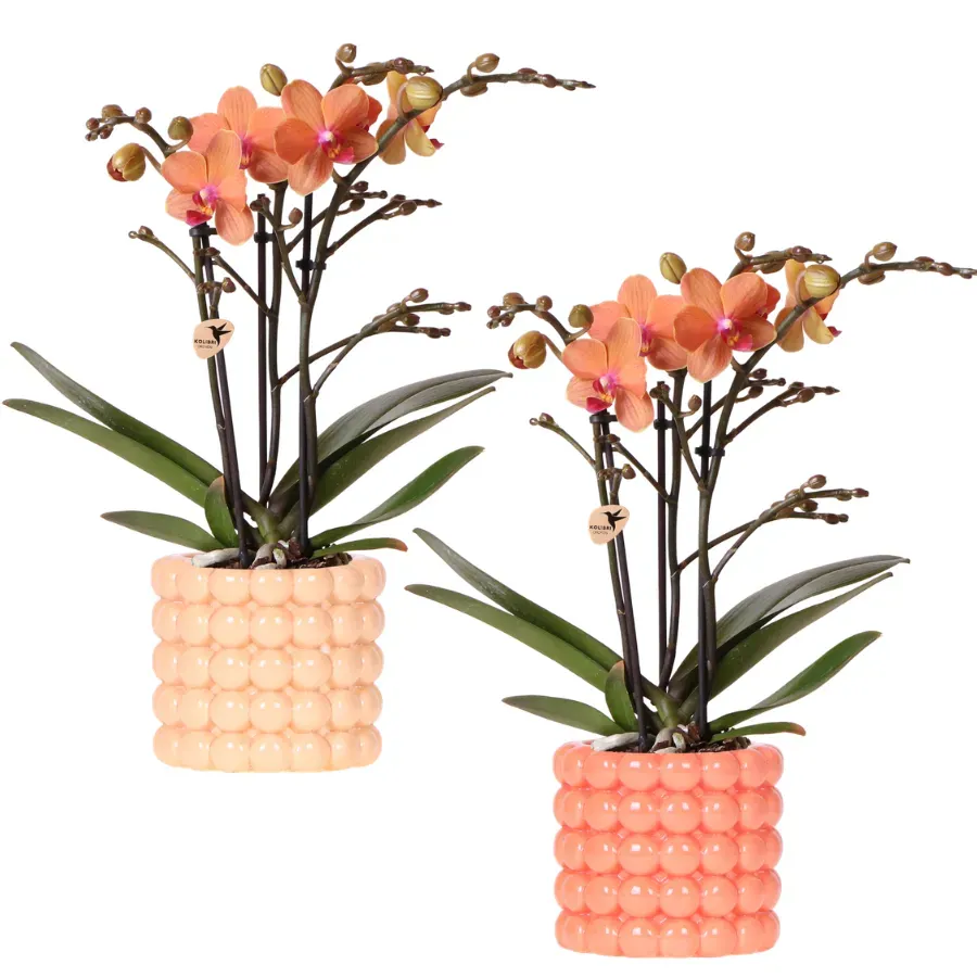 Plant and Stories Phalaenopsis Bolzano orchidée coffret orange 9 cm