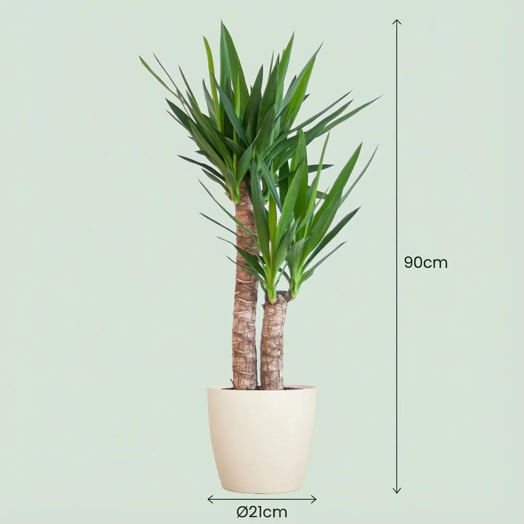 Plant and Stories Yucca Elephantipes plante pot 21 cm 80 cm facile