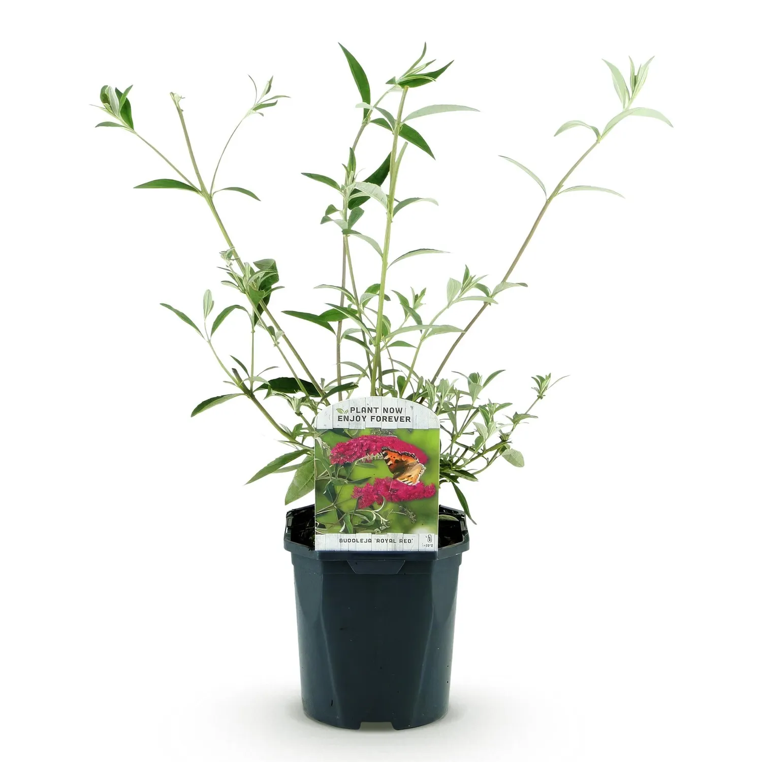 Plant and Stories Buddleia Royal Red arbuste pot 17cm rouge
