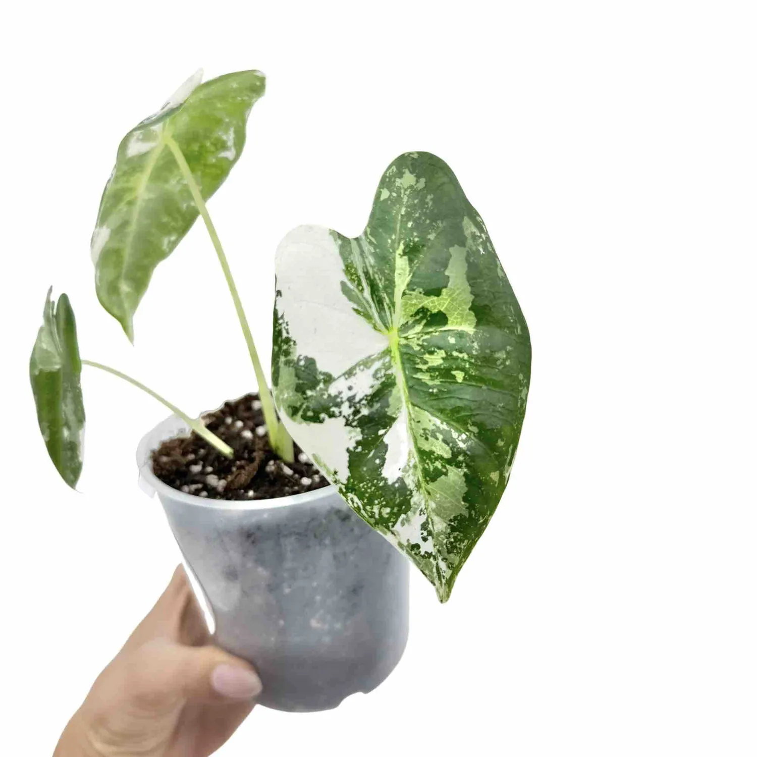 Plant and Stories Alocasia Frydek Variegata plante pot 6 cm panachée