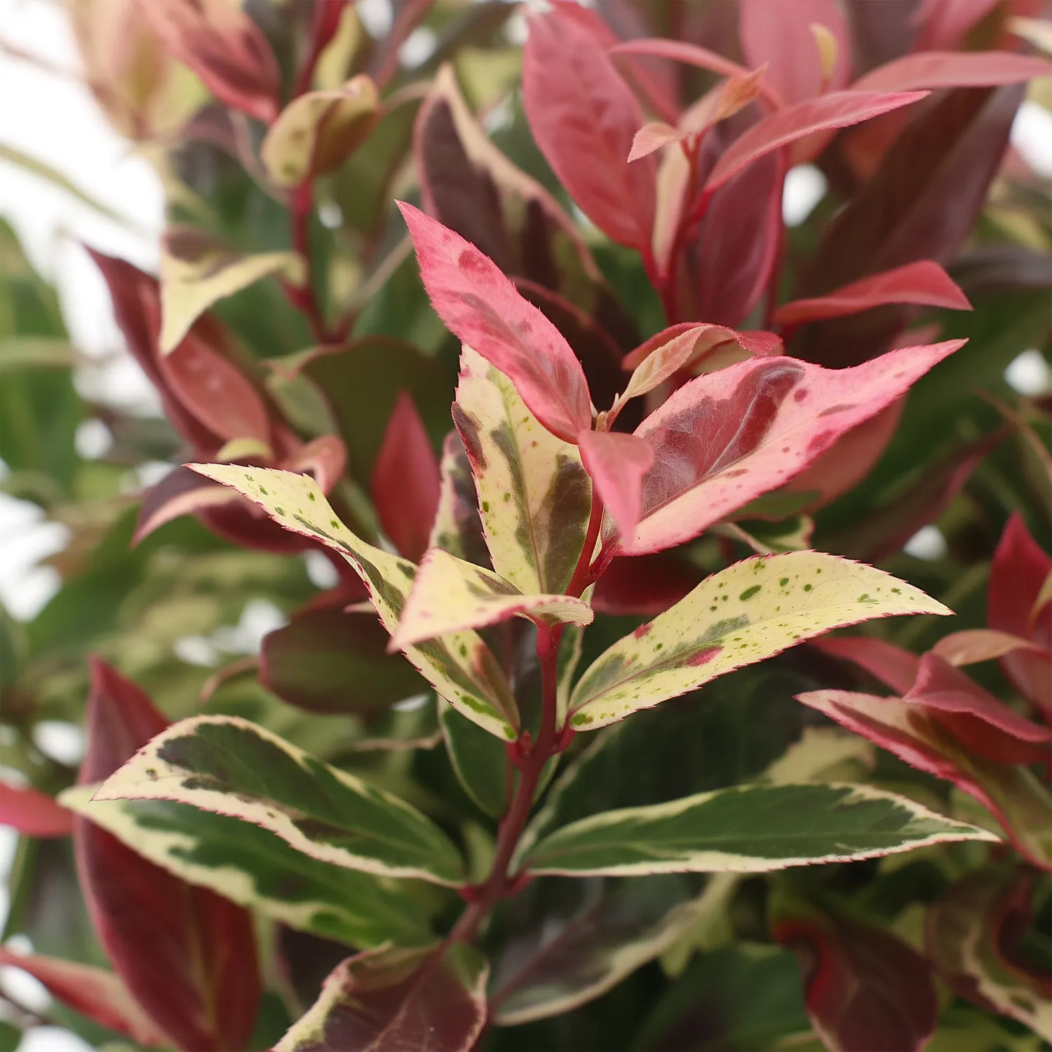 Plant and Stories Leucothoé Colour Diamond arbuste pot 17 cm ombre