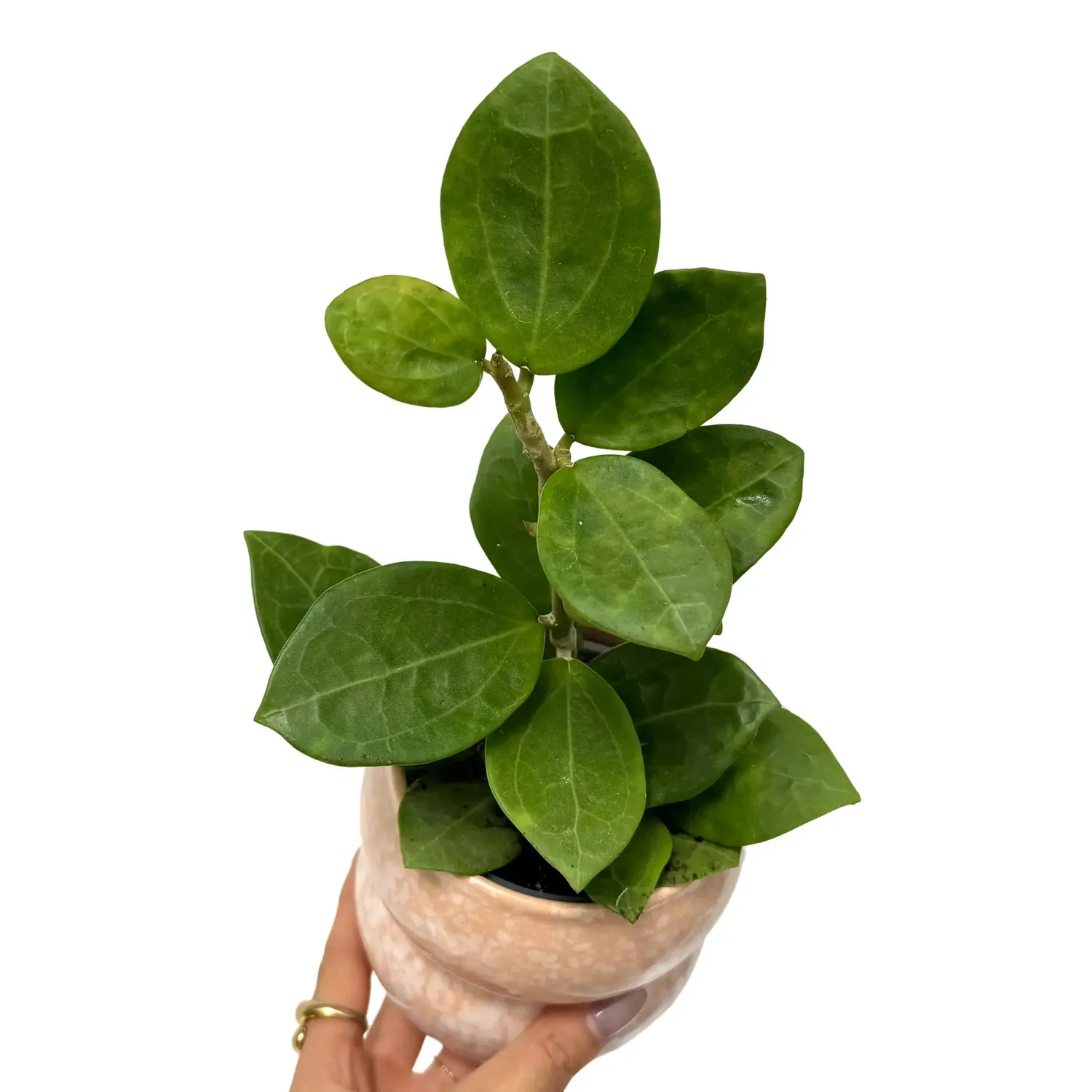 Plant and Stories Hoya Christine plante pot 9 cm feuillage argenté