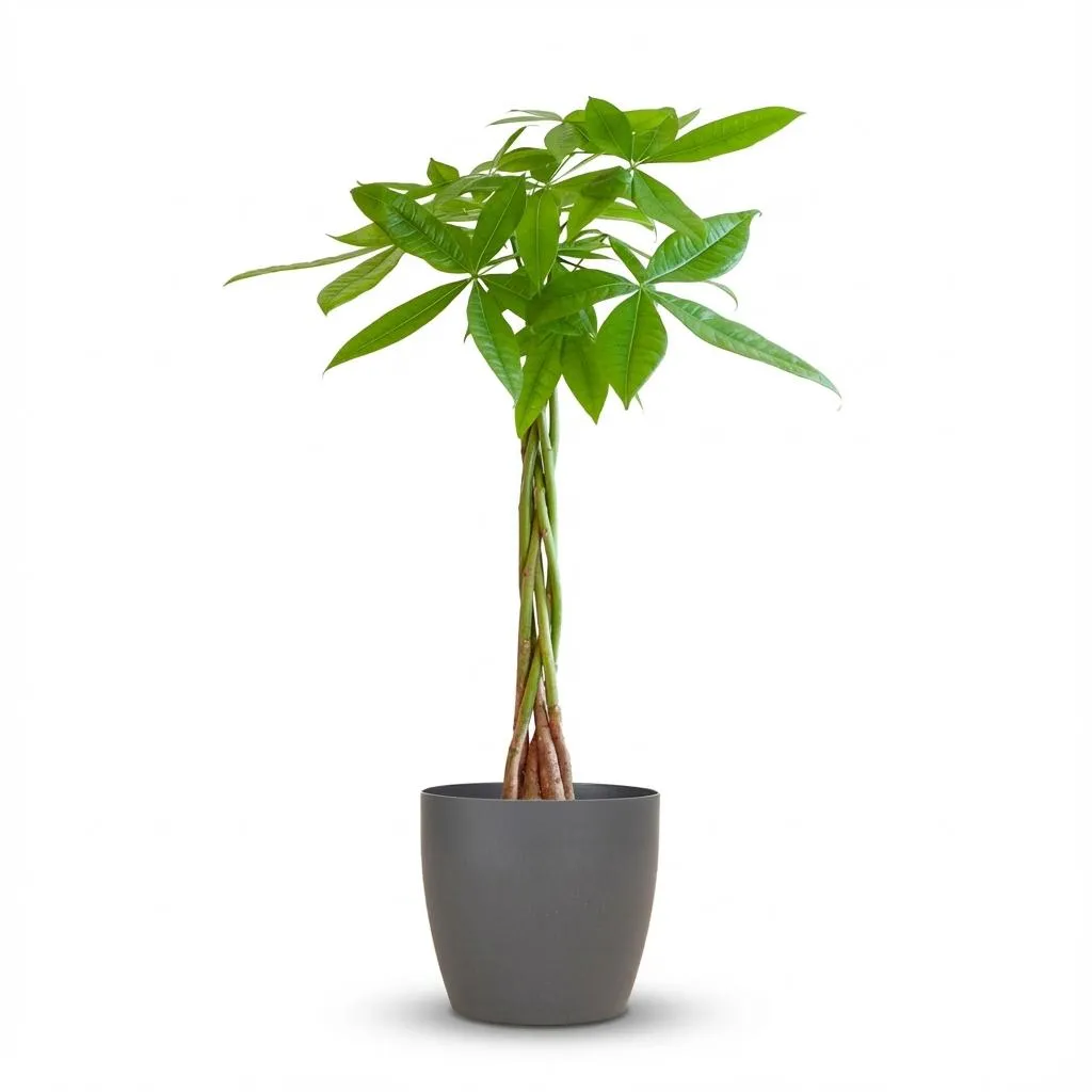 Plant and Stories Pachira Aquatica plante 80 cm cache-pot gris tressé