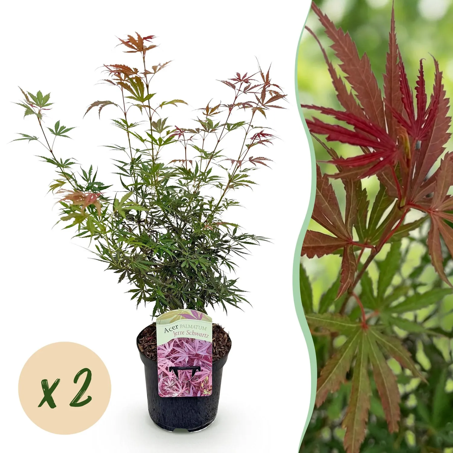 Plant and Stories Érable Japon Jerre Schwartz 70cm pot 19cm 1 plant