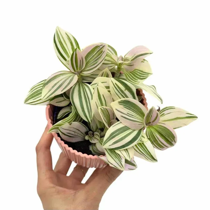 Plant and Stories Tradescantia Unicorn plante pot 8 cm nacré