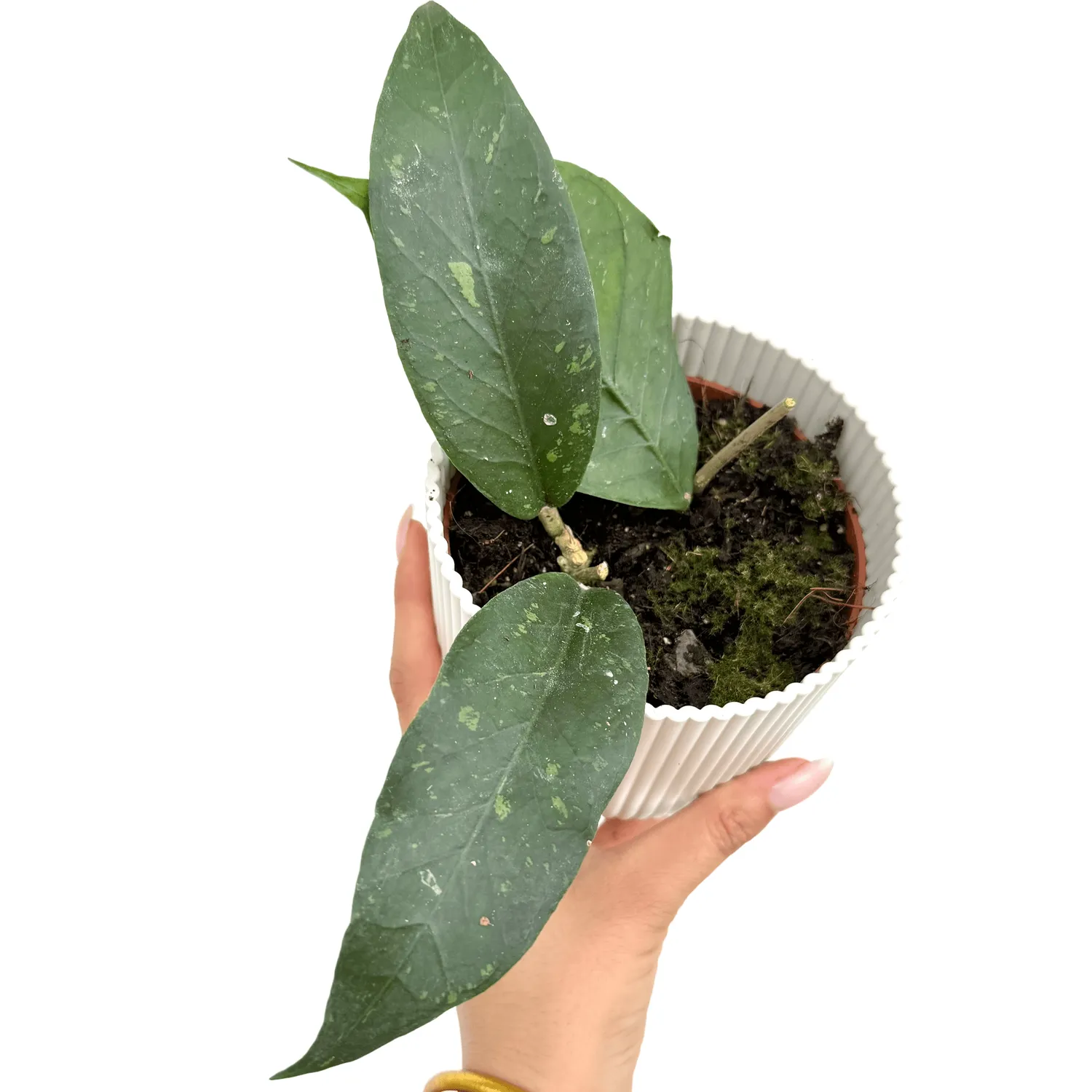 Plant and Stories Aceh Clone 8 hoya plante pot 10 cm