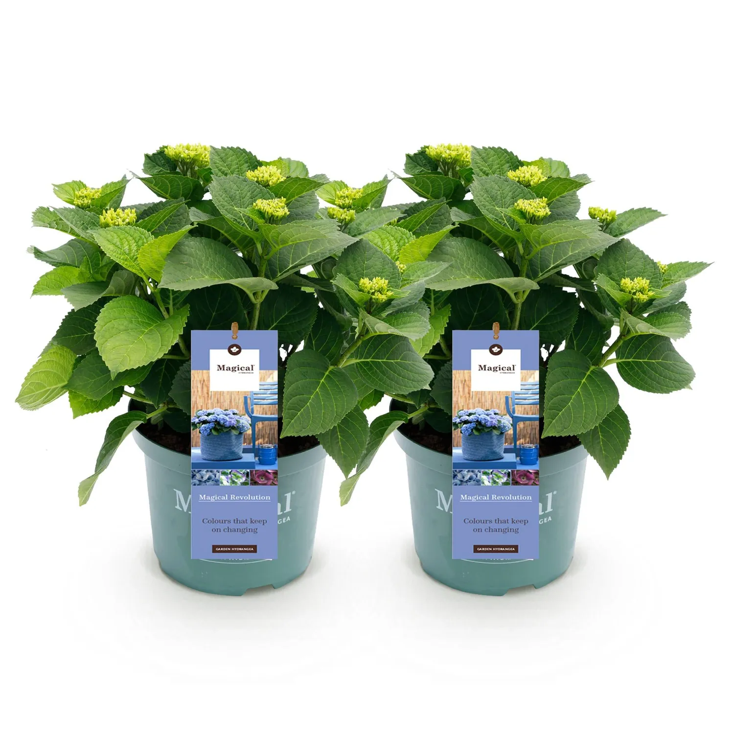 Plant and Stories Hortensia Magical Revolution arbuste pot 23 cm bleu