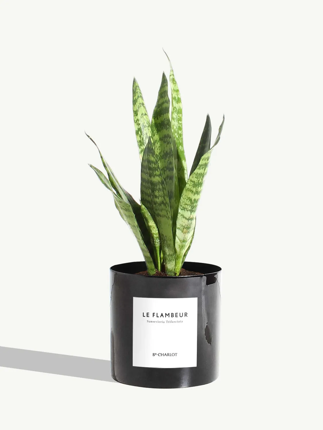 By Charlot Le Flambeur sansevieria plante pot 10 cm
