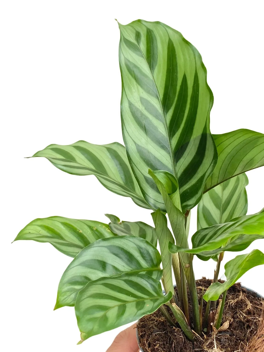 Plant and Stories Calathea Freddie plante rayée graphique facile