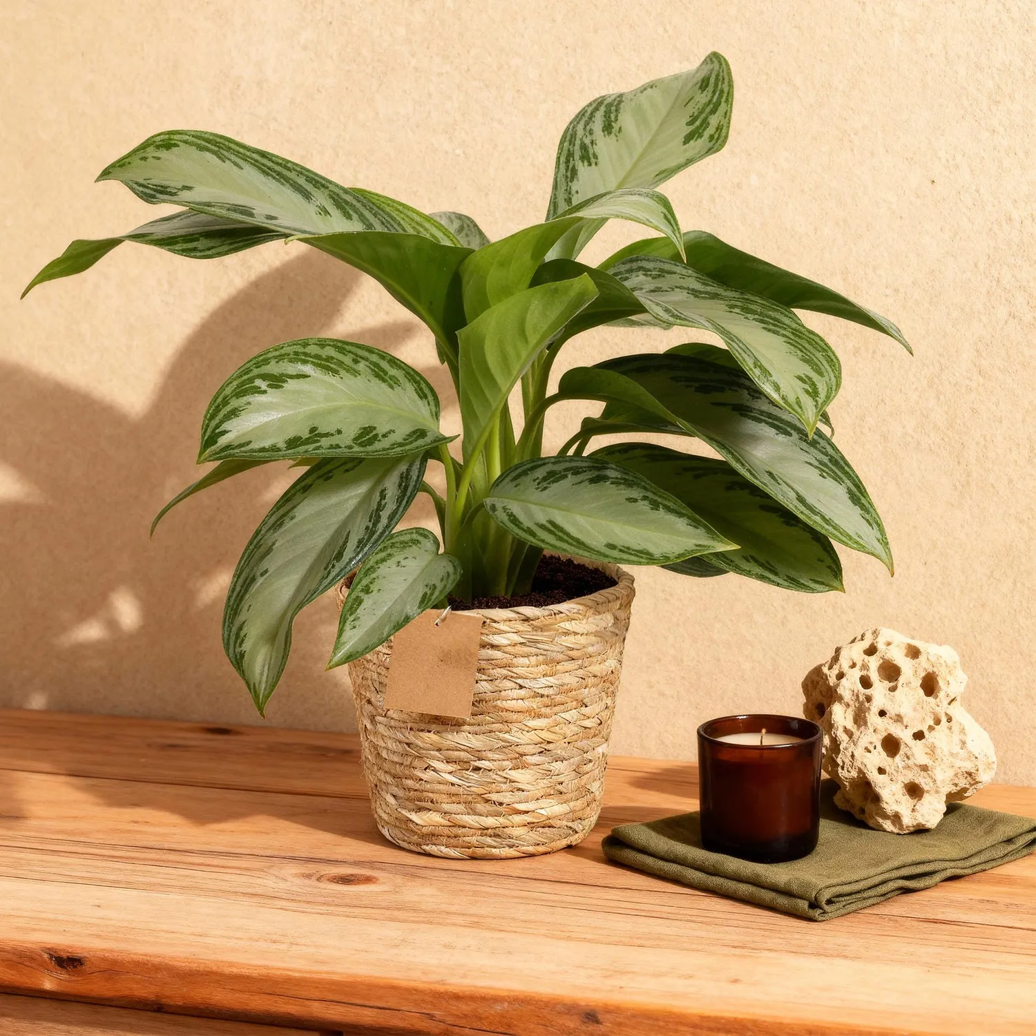 PLANT AND STORIES Silver Bay aglaonema argenté 70 cm panier