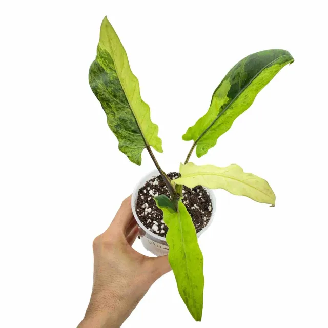 Plant and Stories Alocasia Lauterbachiana Variegata plante pot 6cm panachée