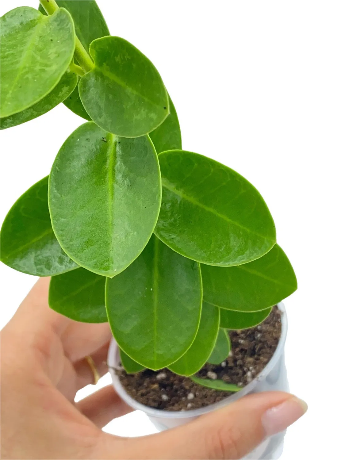 Plant and Stories Hoya Cumingiana plante pot 6cm fleurs parfumées