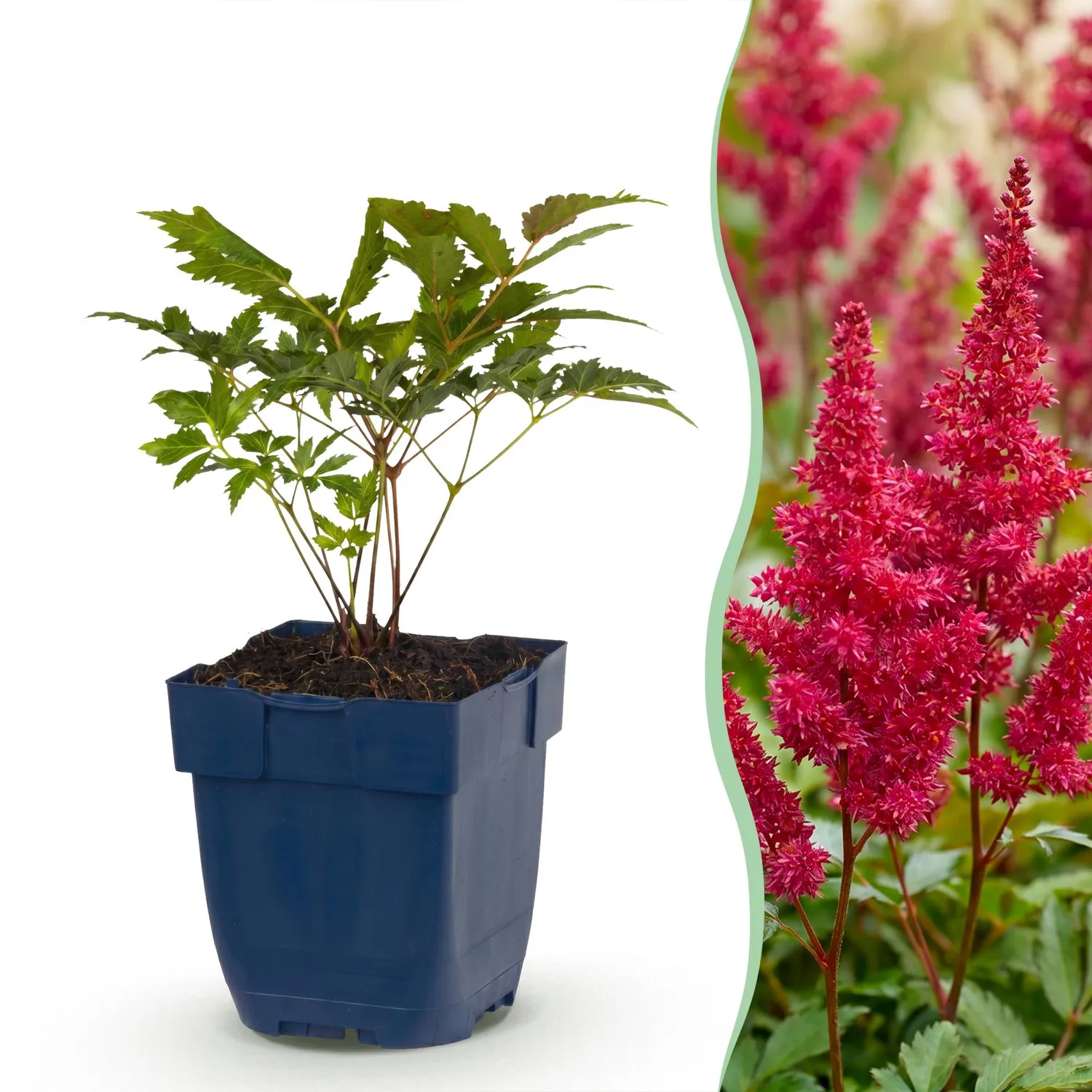Plant and Stories Astilbe Fanal vivace 3 plants rouge