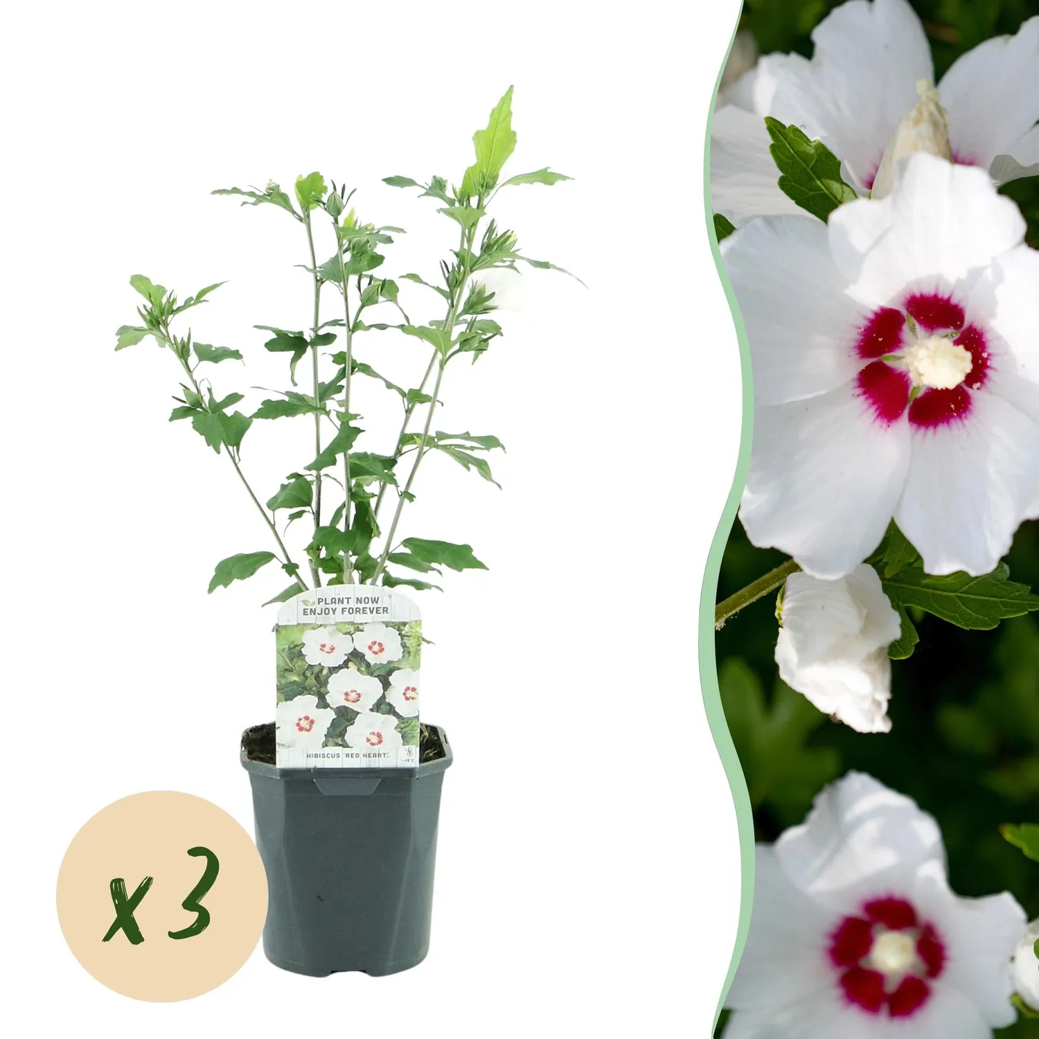 Plant and Stories Hibiscus Red Heart arbuste pot 17 cm