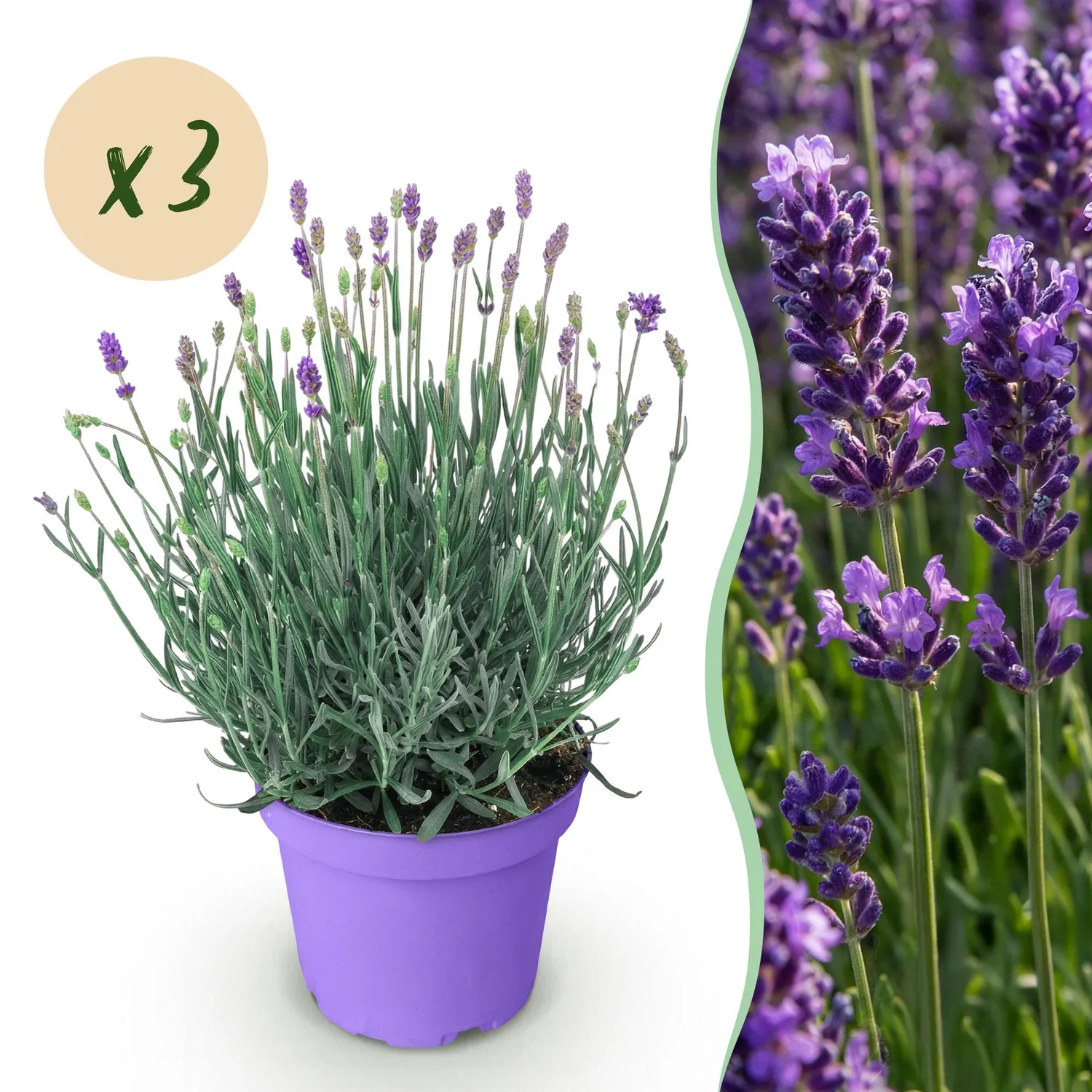 Plant and Stories Lavandula Munstead lavande 1 plant parfumée