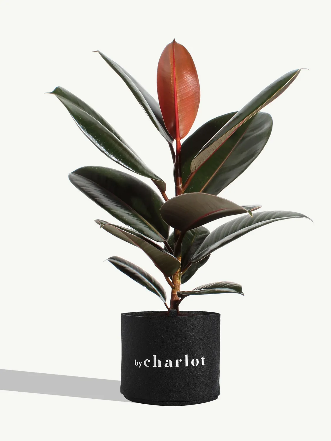 By Charlot L'Élégante plante Ficus Elastica 38 cm recharge