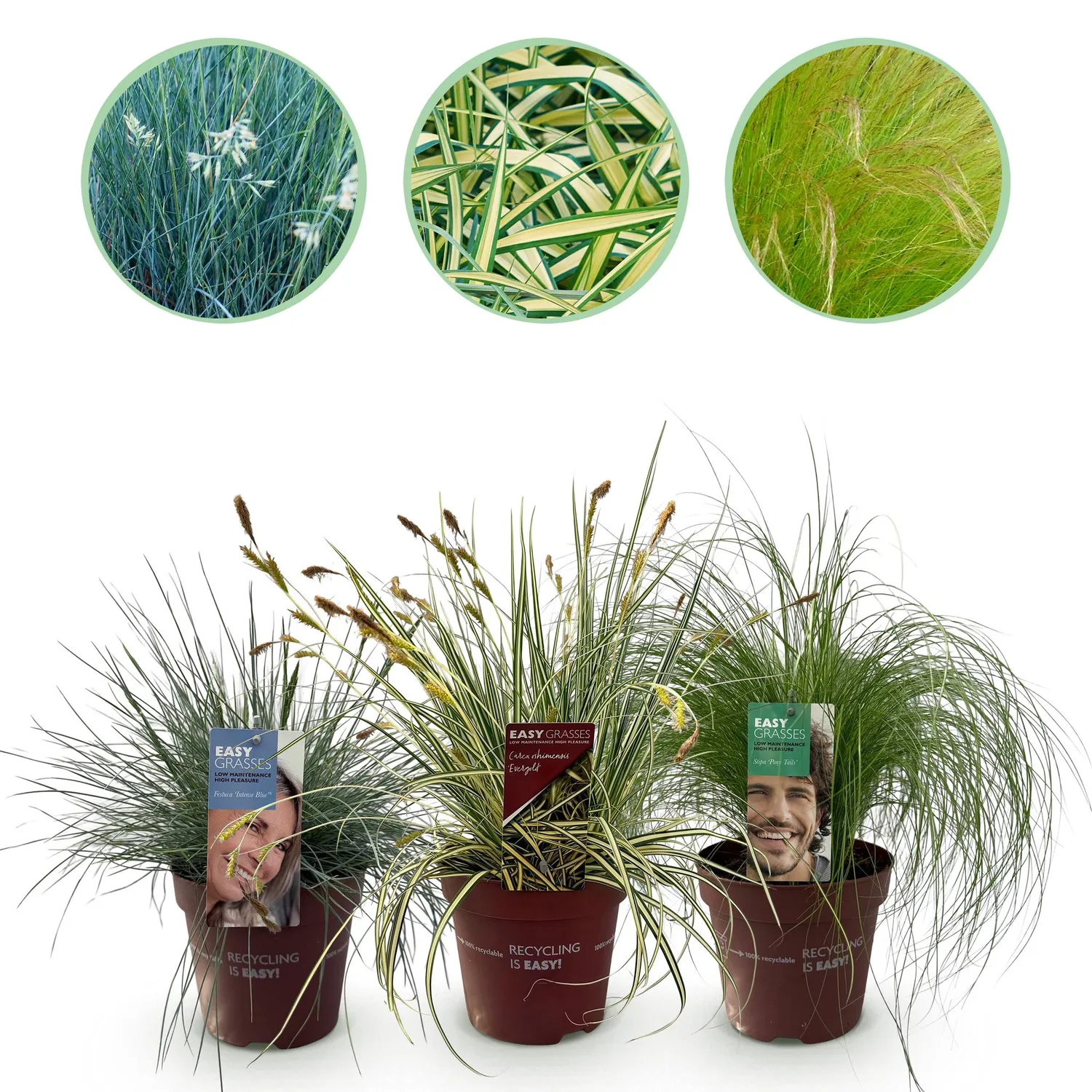 PLANT AND STORIES Graminées ornementales lot 3 plants pot 17 cm 50 cm