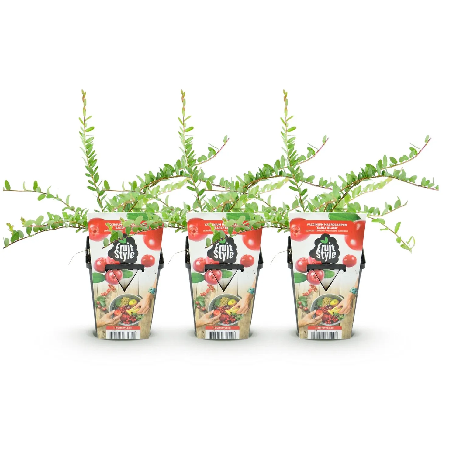 Plant and Stories Canneberge Early Black fruitier pot 9 cm 3 plants rustique