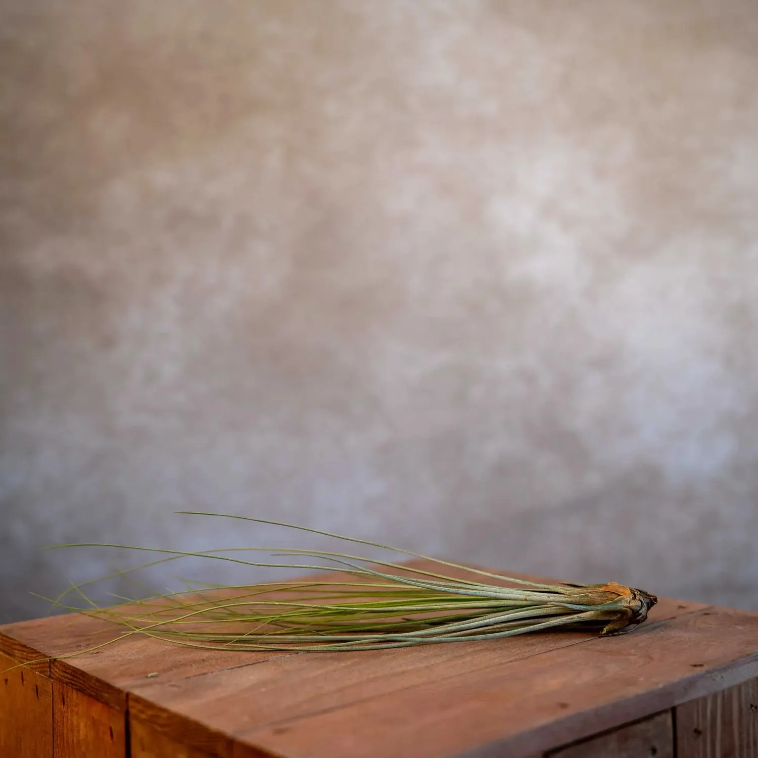 Airplantshop Juncea tillandsia plante aérienne XL