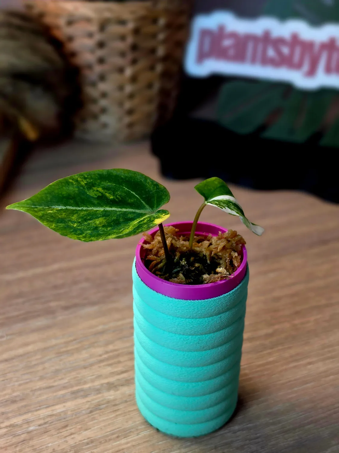 plant.ess Papillilaminum LA05 x Forgetii x Ace of Spades anthurium panaché #2