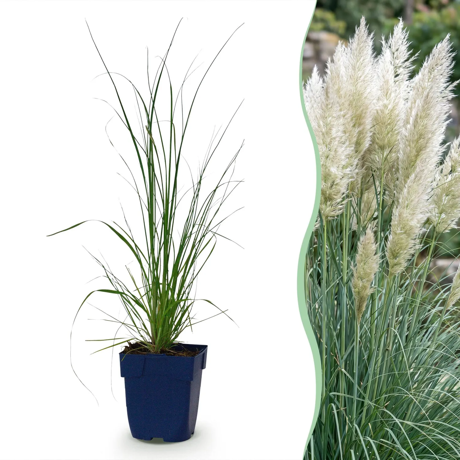 Plant and Stories Pumila herbe de la pampa naine 1 plant