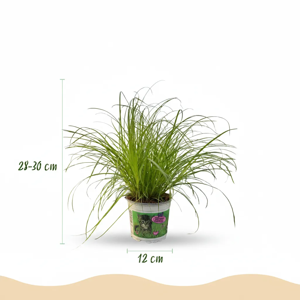 Plant and Stories Cyperus Zumula papyrus pot 12cm 20cm blanc