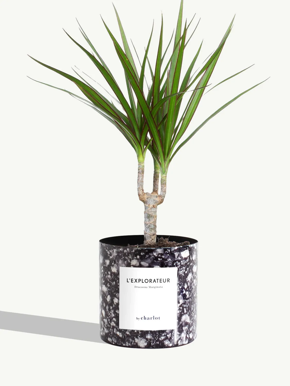 By Charlot L'Explorateur plante Dracaena pot 10 cm