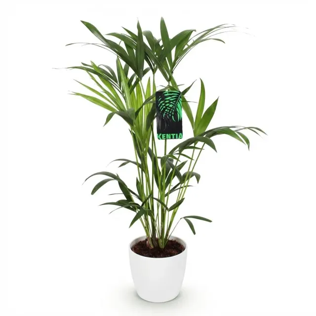 Plant and Stories Howea Forsteriana palmier pot 19cm 80-85cm