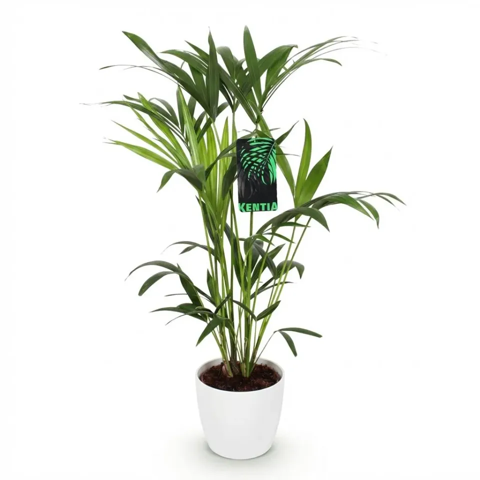 Plant and Stories Howea Forsteriana palmier pot 19cm 80-85cm