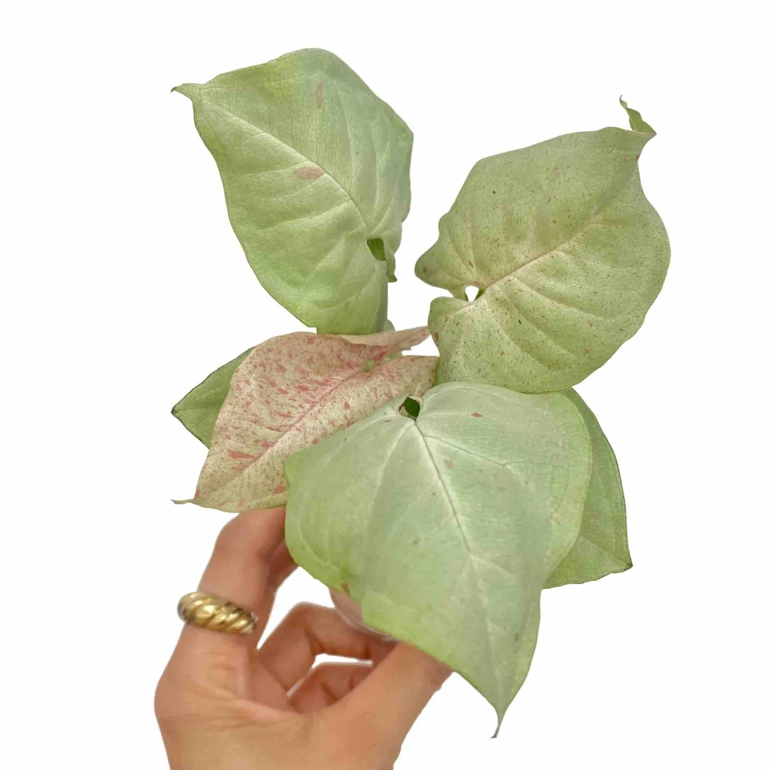 Plant and Stories Syngonium Confetti plante pot 6cm feuillage rose