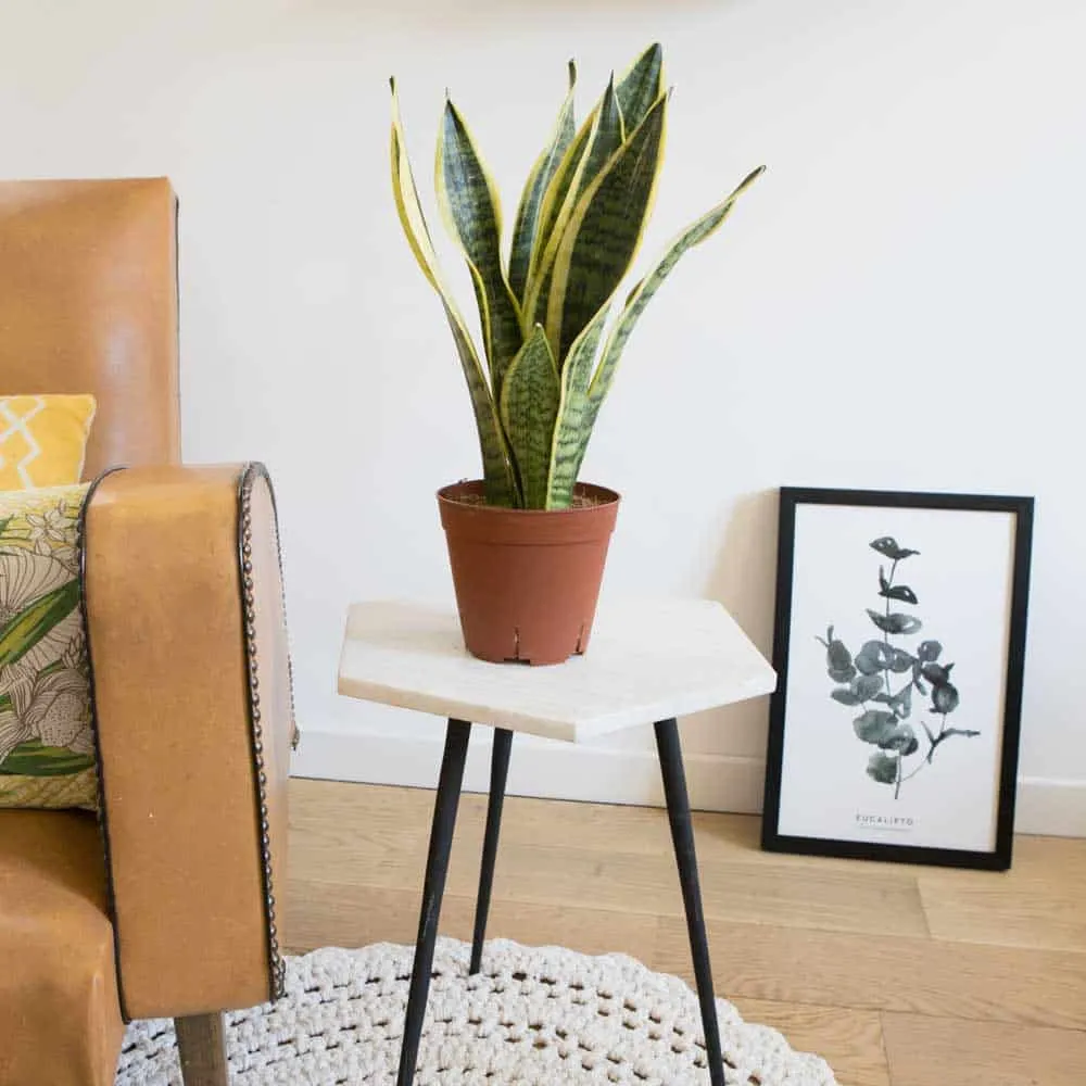 Réconciliation Végétale Esther sansevieria plante verte robuste