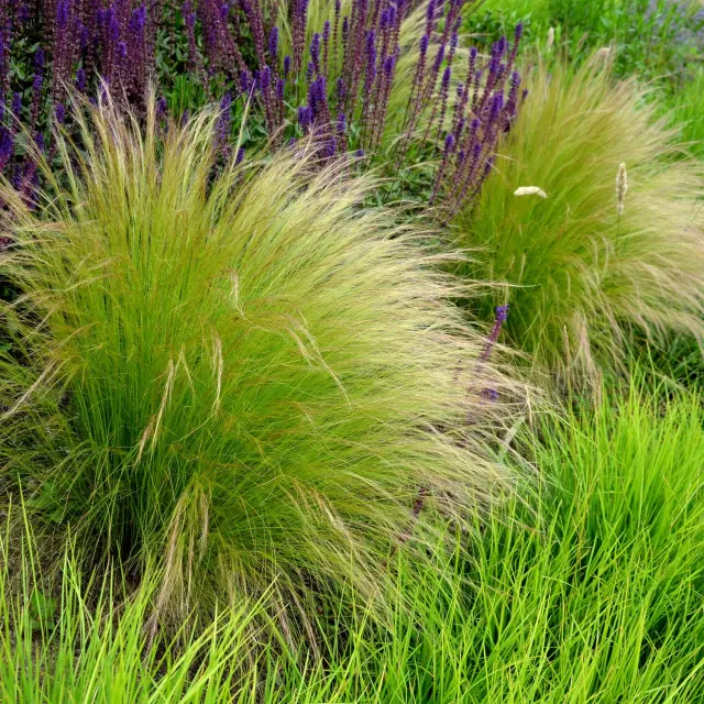 Plant and Stories Cheveux d'ange Pony Tails graminée 1 plant