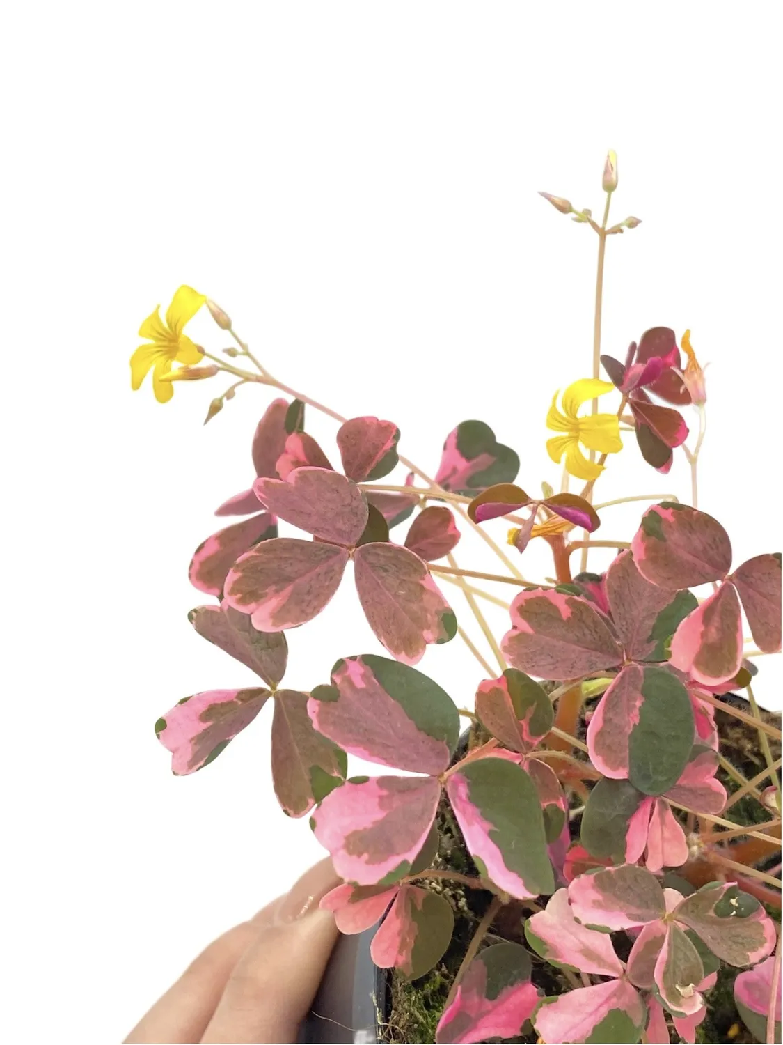 Plant and Stories Plum Crazy oxalis pourpre pot 10 cm