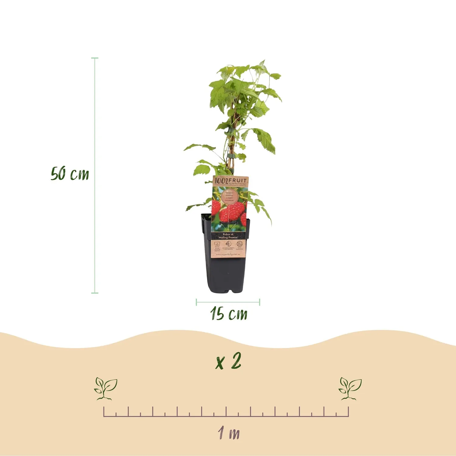 Plant and Stories Malling Promise framboisier lot 2 pot 15 cm rustique