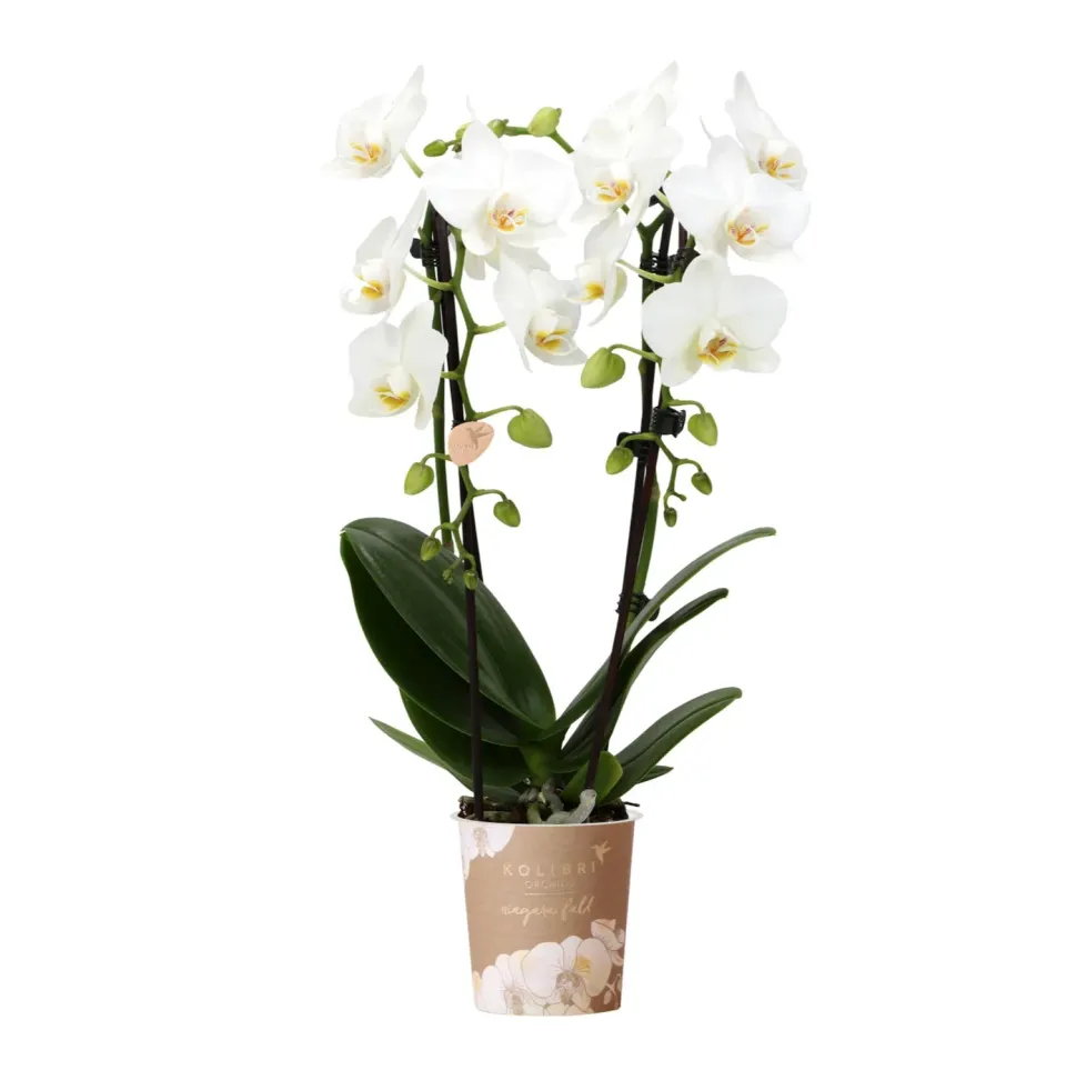 Plant and Stories Phalaenopsis Niagara Falls orchidée blanche 9 cm