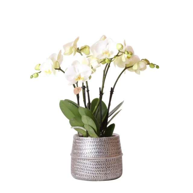 Plant and Stories Phalaenopsis blanche orchidée pot 12 cm