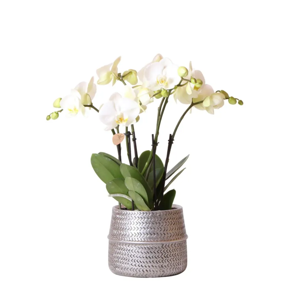 Plant and Stories Phalaenopsis blanche orchidée pot 12 cm