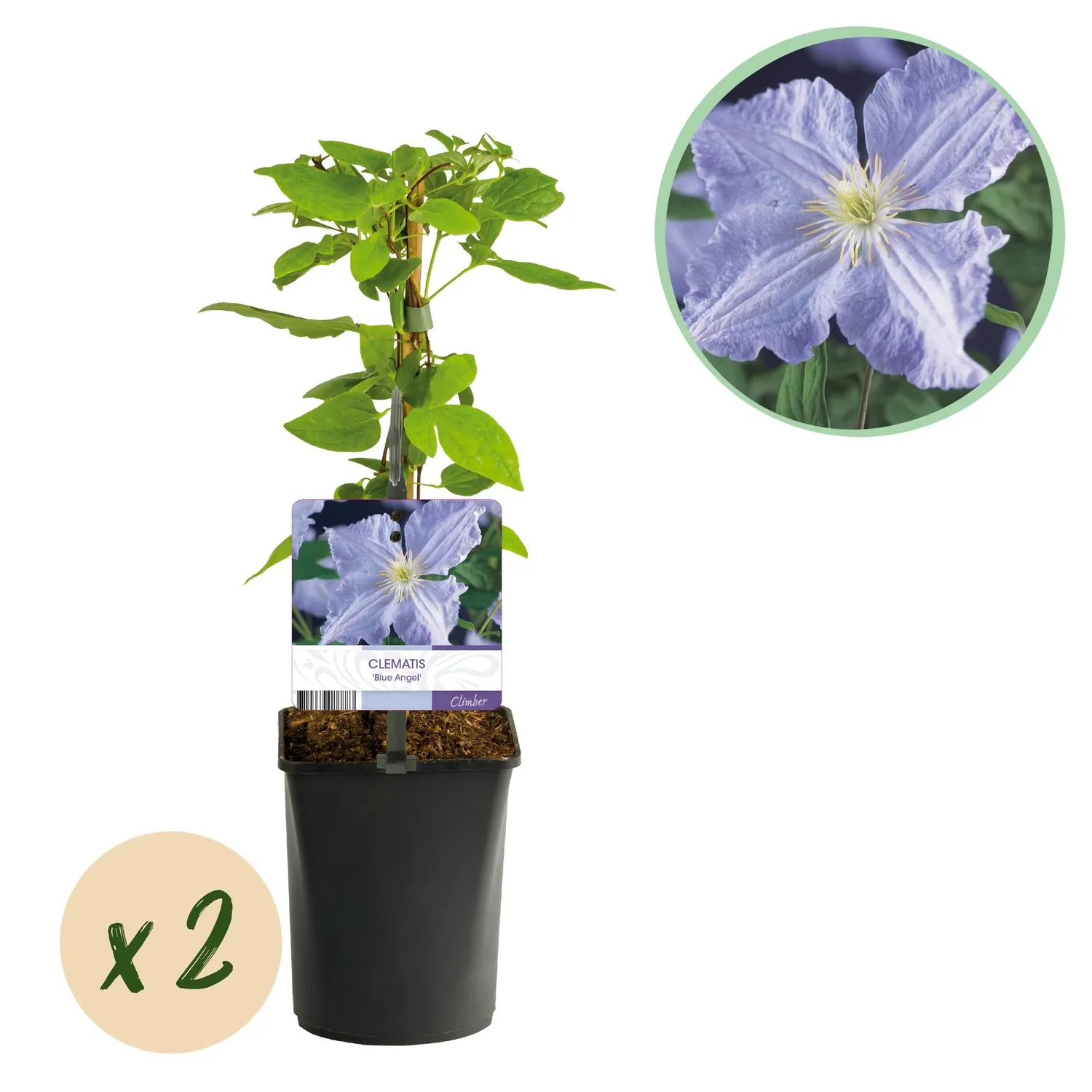 Plant and Stories Clématite Blue Angel plante grimpante lot 2 bleue