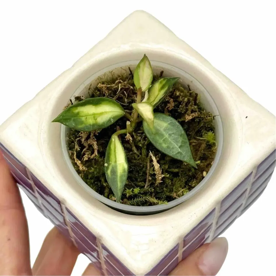 Plant and Stories Lacunosa Hoya plante pot 6 cm panaché nacré