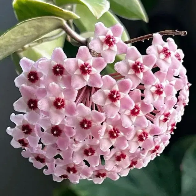 Plant and Stories Hoya Carnosa Krimson Princess plante pot 6 cm