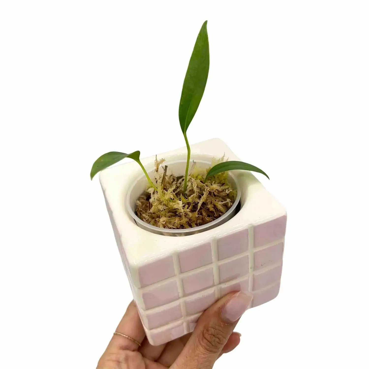 Plant and Stories Anthurium Bakeri plante pot 6 cm feuilles rubanées