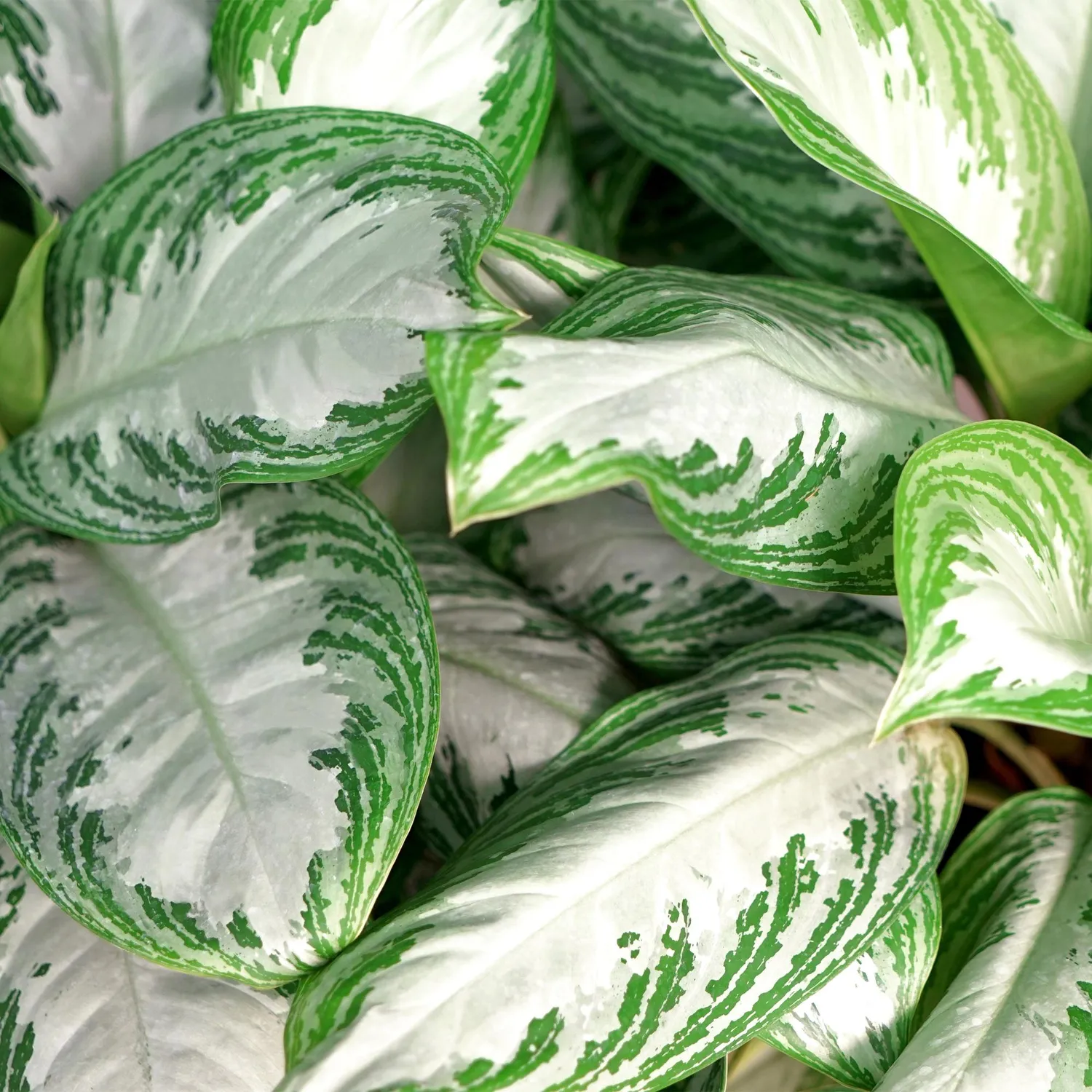 PLANT AND STORIES Silver Bay aglaonema argenté 70 cm panier