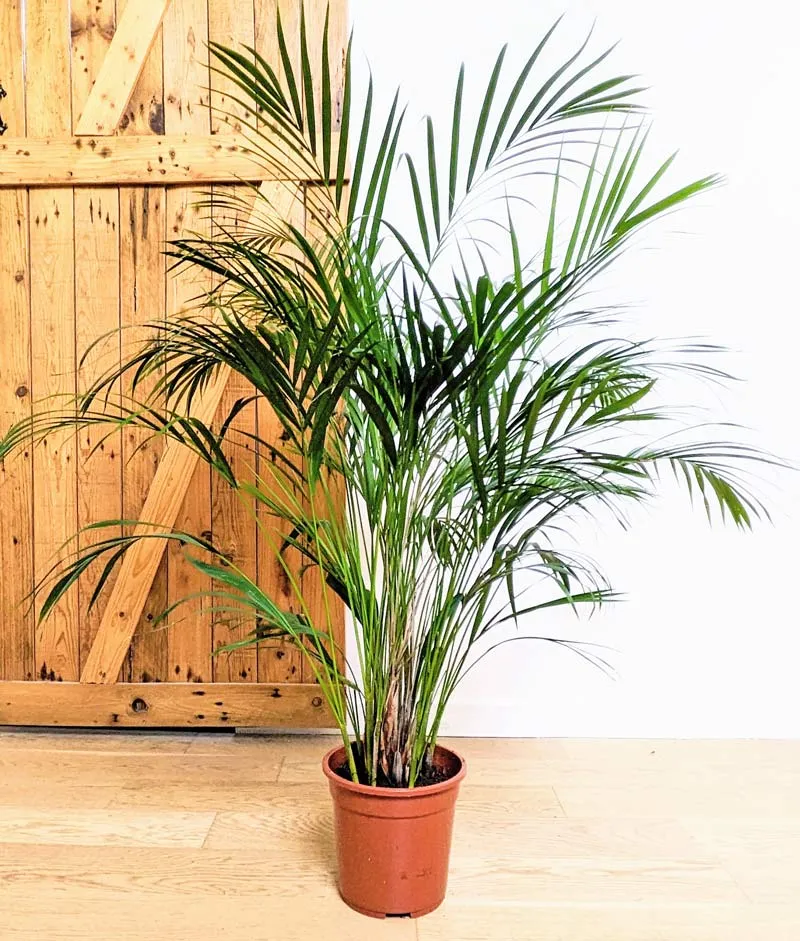 Réconciliation Végétale Pablo palmier areca 120 cm