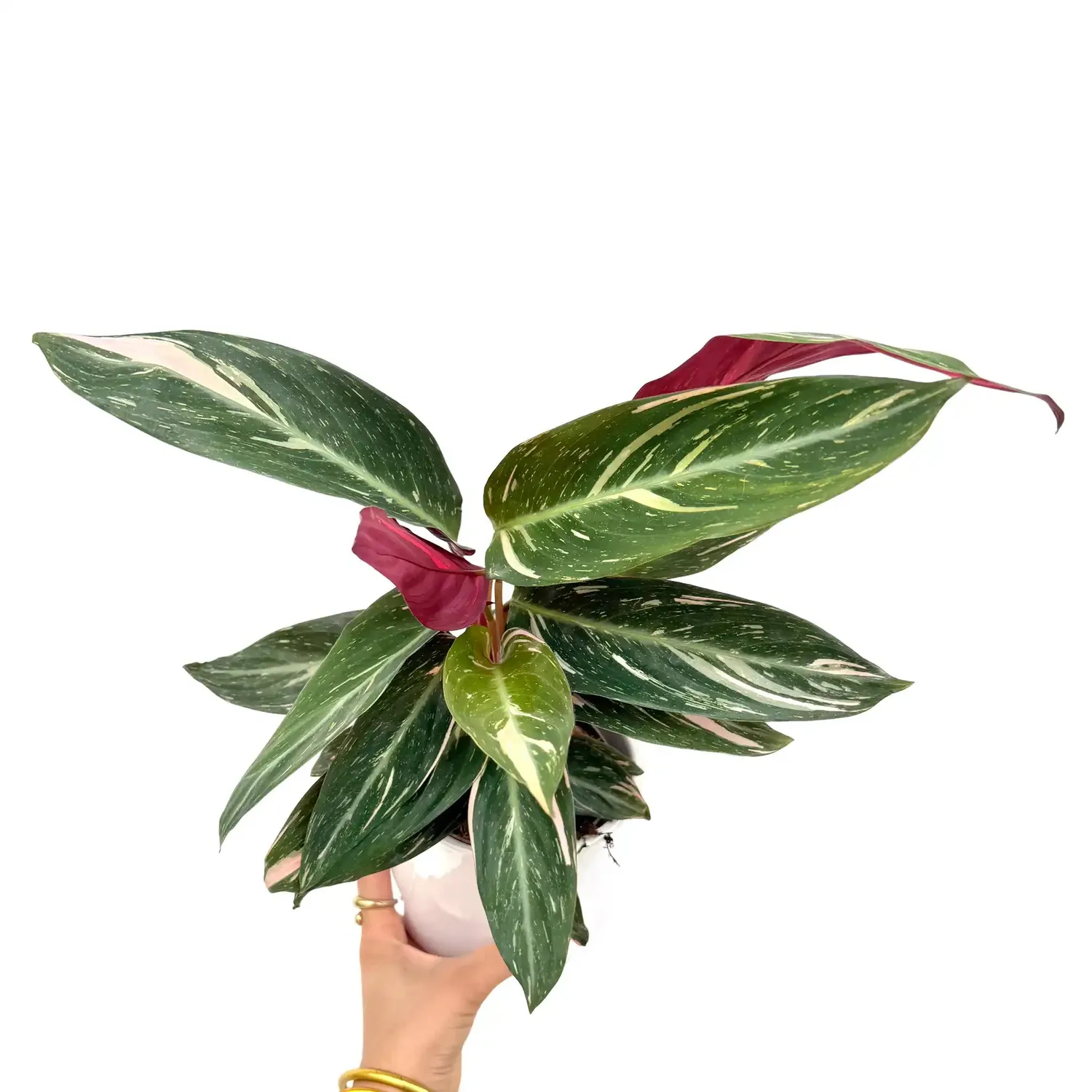 Plant and Stories Triostar stromanthe pot 11cm tricolore