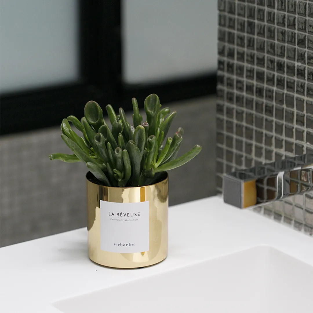 By Charlot La Rêveuse petite plante succulente XS crassula