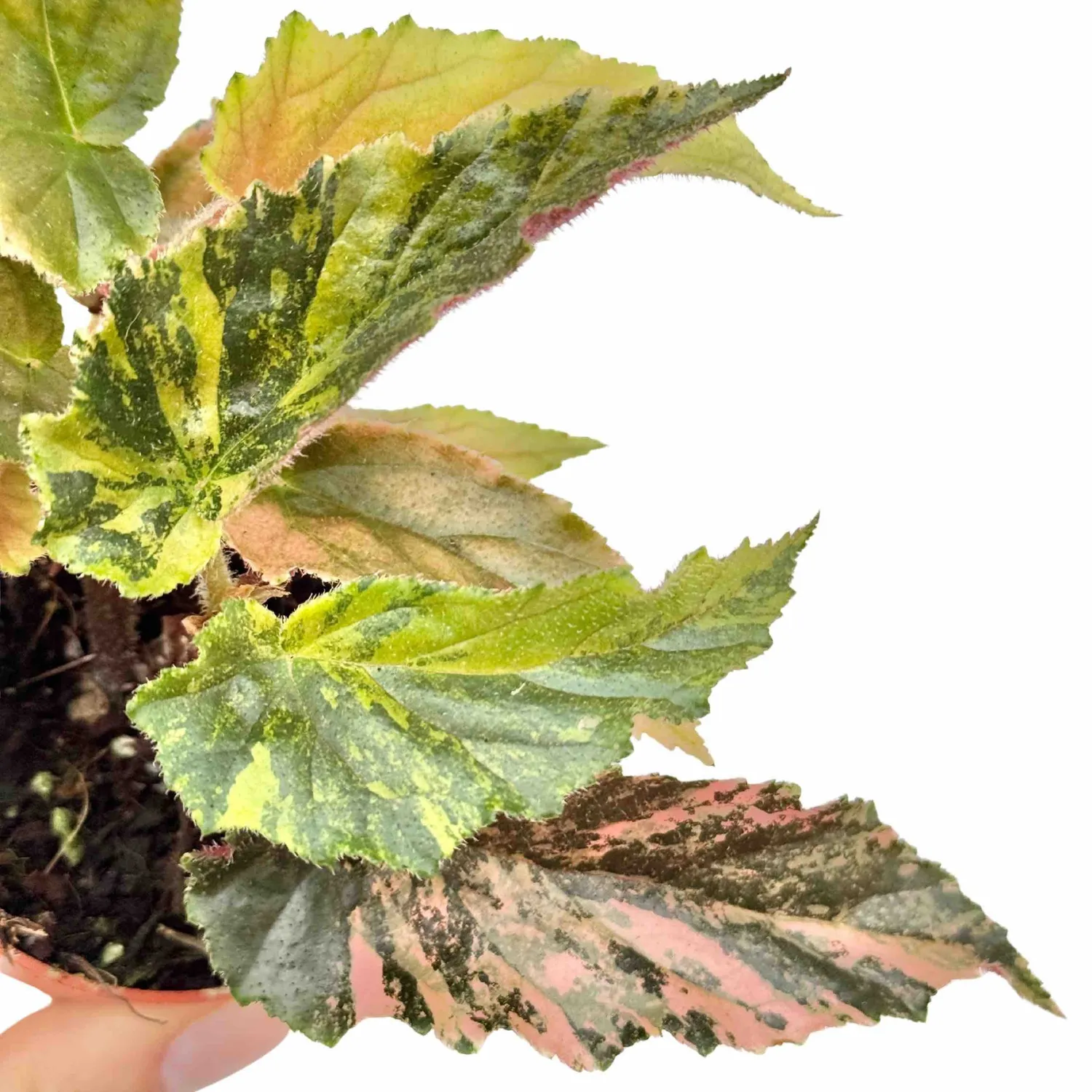 Plant and Stories Ginny Galaxy begonia plante d'intérieur pot 7 cm