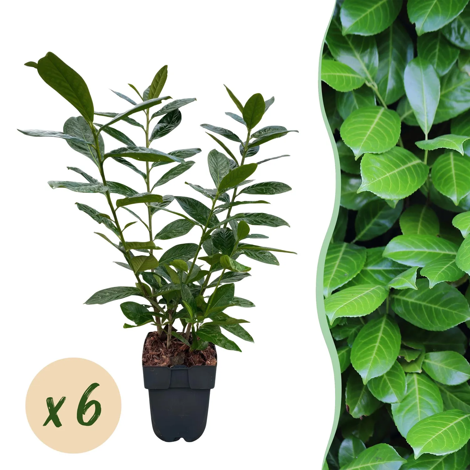 Plant and Stories Laurier-cerise Novita haie lot 6 pots 17 cm